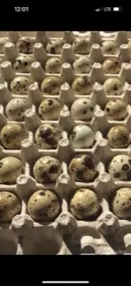 инкубационное яйцо  в Ставрополе и Ставропольском крае 2