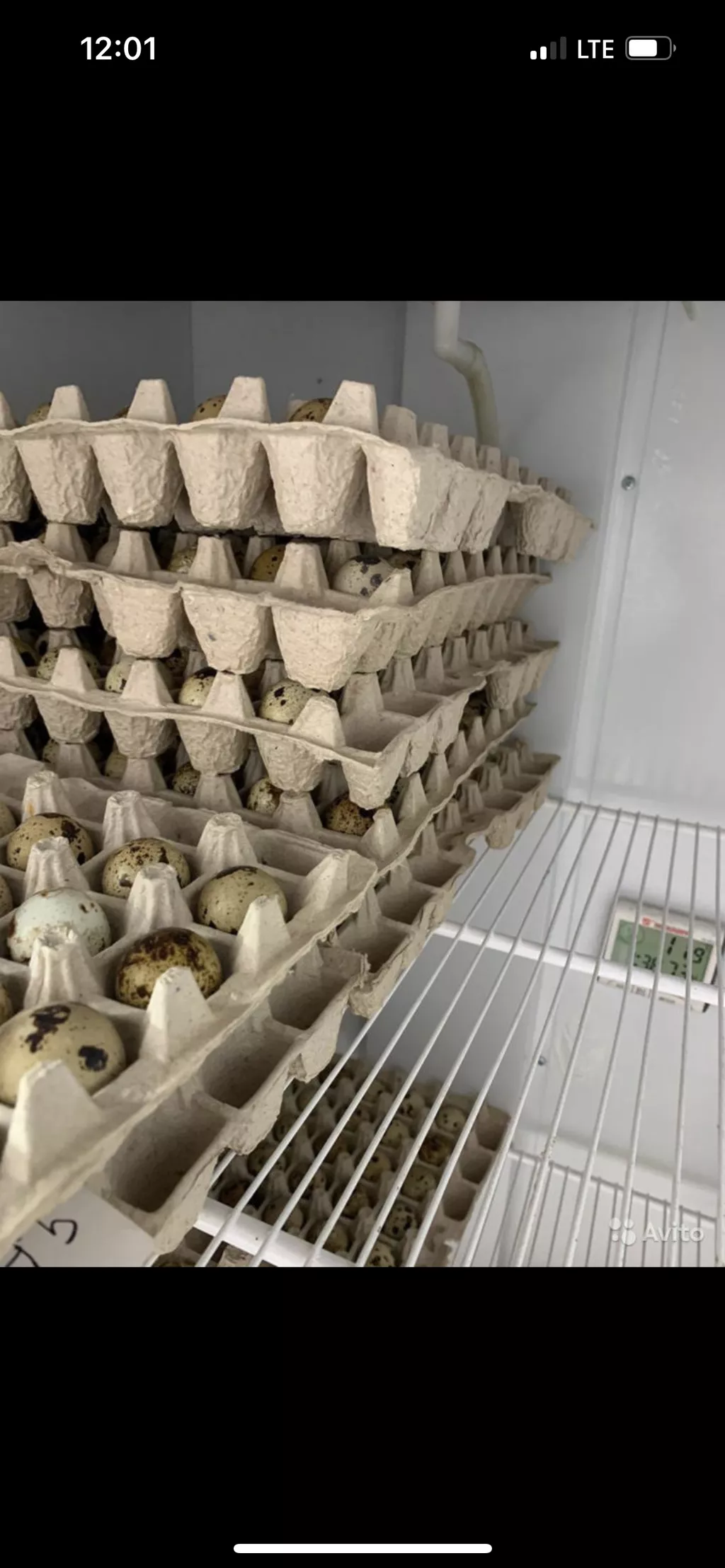 инкубационное яйцо  в Ставрополе и Ставропольском крае