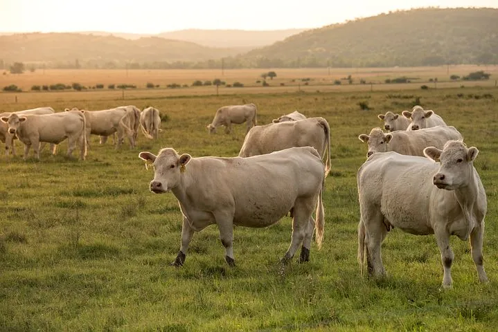 Свалку с останками коров ликвидируют в Ставропольском крае 