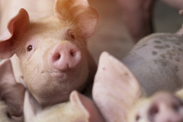 Африканскую чуму свиней обнаружили в Новоселицком округе Ставрополья