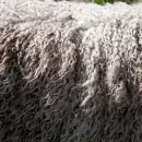 Индия, Китай и Беларусь сохраняют лидерство по закупкам овечьей шерсти ставропольского производства