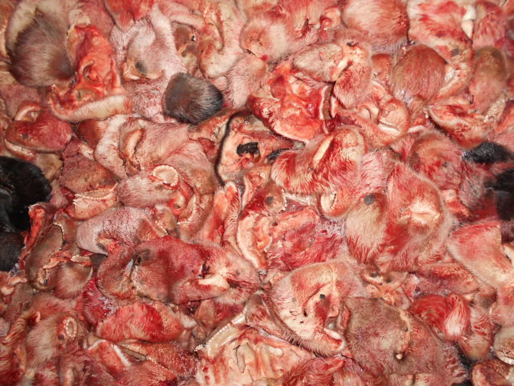 фотография продукта Рубец бараний, субпродукты в корм
