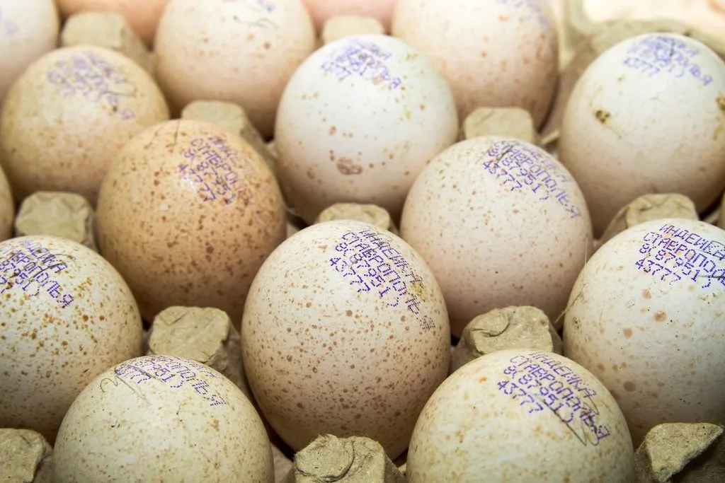 фотография продукта Инкубационные яйца индеек со скидкой