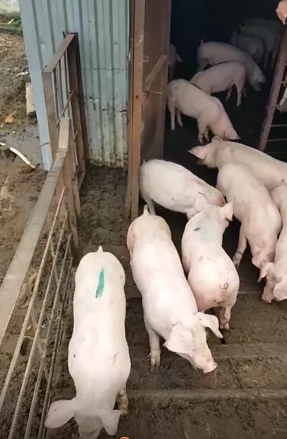 фотография продукта Поросята оптом, свиньи, свиноматки.