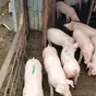 поросята оптом, свиньи, свиноматки. в Ставрополе и Ставропольском крае
