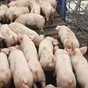 поросята оптом, свиньи, свиноматки. в Ставрополе и Ставропольском крае 5