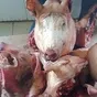 головы свиные не ограбленые в Буденновске