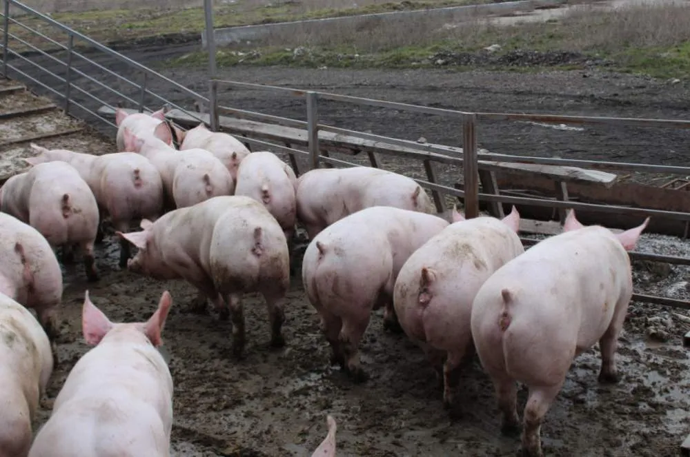 свиноматки, свиньи, поросята от 5-280 кг в Ставрополе и Ставропольском крае 10