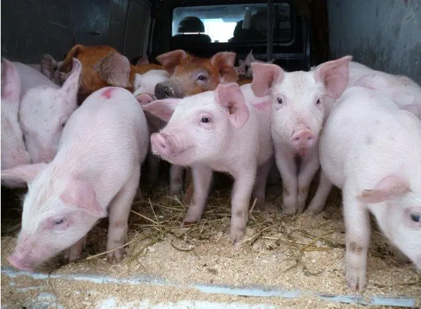 свиноматки, свиньи, поросята от 5-280 кг в Ставрополе и Ставропольском крае 3