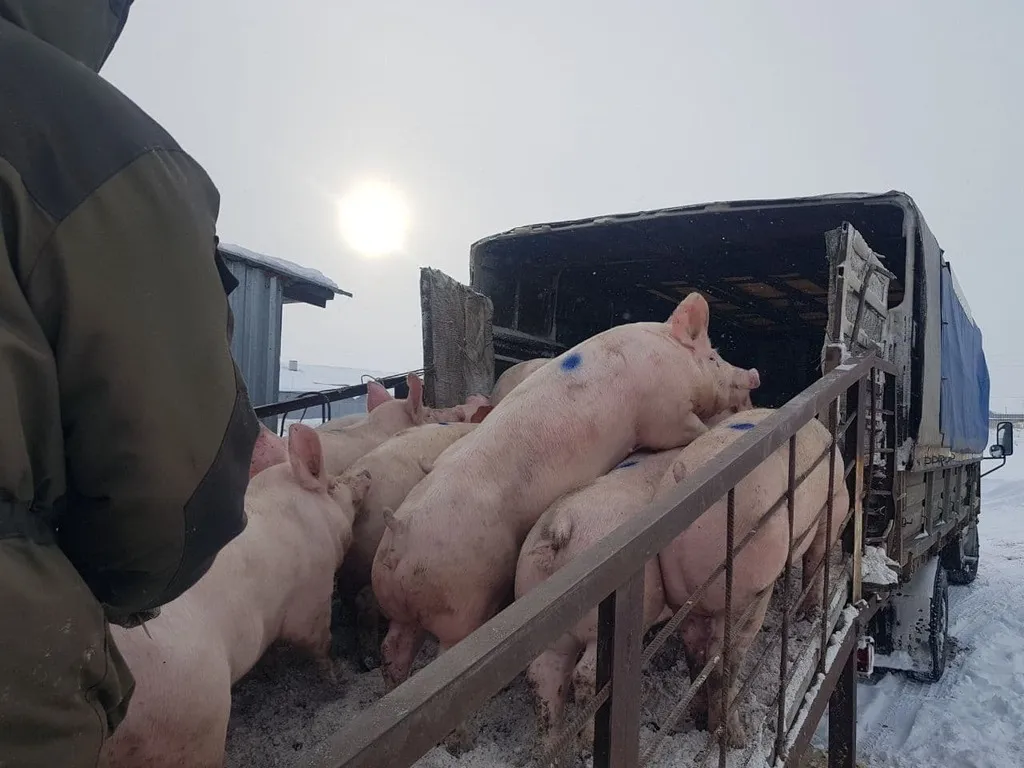 свиноматки, свиньи, поросята от 5-280 кг в Ставрополе и Ставропольском крае 4