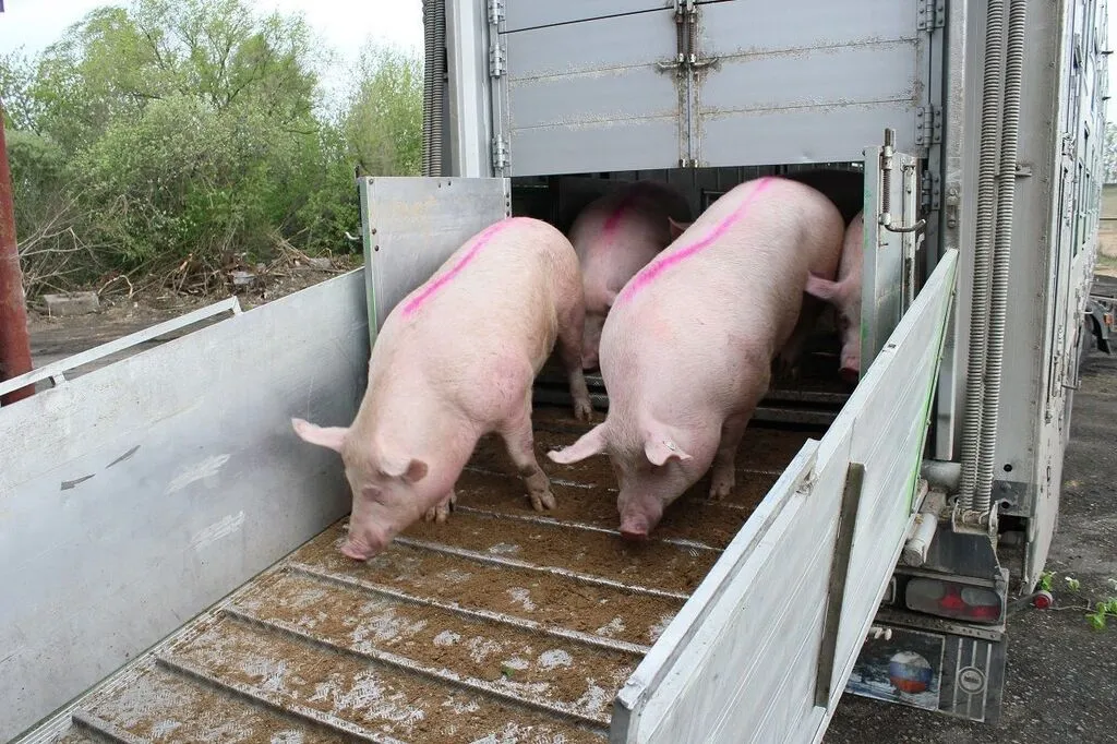 свиноматки, свиньи, поросята от 5-280 кг в Ставрополе и Ставропольском крае 9