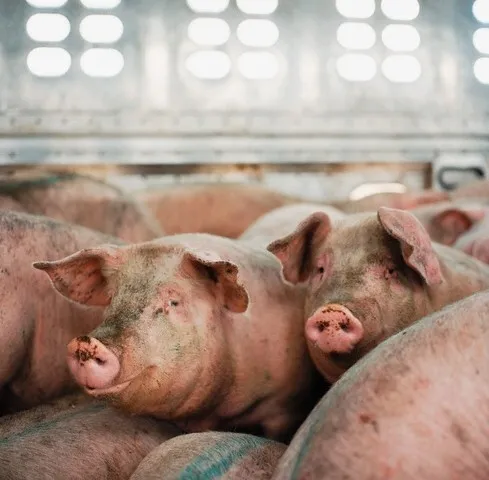 свиноматки, свиньи, поросята от 5-280 кг в Ставрополе и Ставропольском крае 8