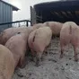 свиноматки, свиньи, поросята от 5-280 кг в Ставрополе и Ставропольском крае 5