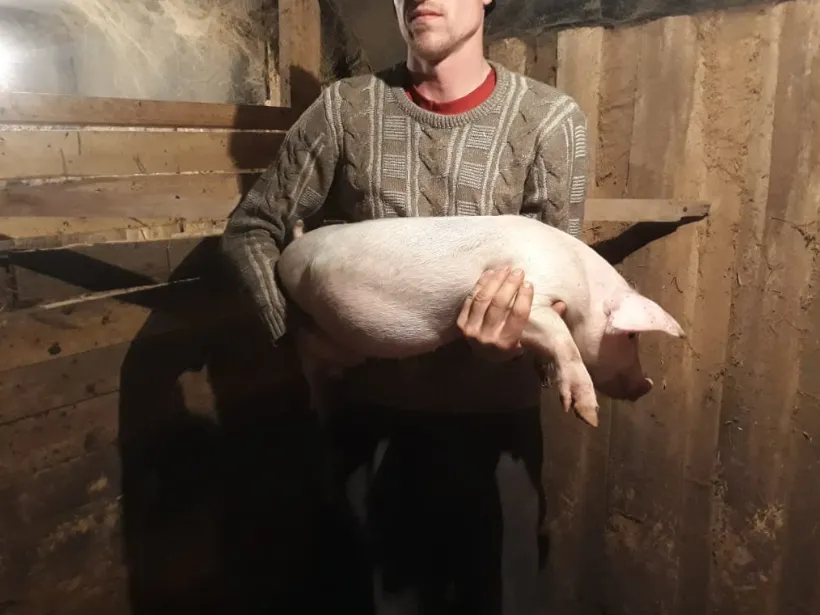 свиноматки, свиньи, поросята от 5-280 кг в Ставрополе и Ставропольском крае 2