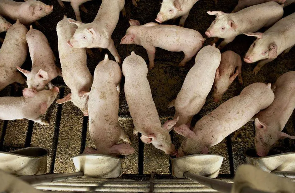 Фотография продукта Свиноматки, свиньи, поросята от 5-280 кг
