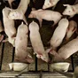 свиноматки, свиньи, поросята от 5-280 кг в Ставрополе и Ставропольском крае
