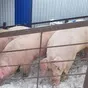 свиноматки, свиньи, поросята от 5-280 кг в Ставрополе и Ставропольском крае 6