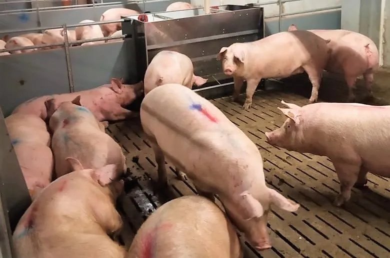 свиноматки, свиньи, поросята от 5-280 кг в Ставрополе и Ставропольском крае 7