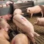 свиноматки, свиньи, поросята от 5-280 кг в Ставрополе и Ставропольском крае 7