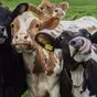бруцеллезные коровы в Ставрополе и Ставропольском крае