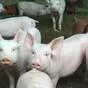 свиньи жирные, поросята 5-50 кг. (оптом) в Ставрополе и Ставропольском крае 9
