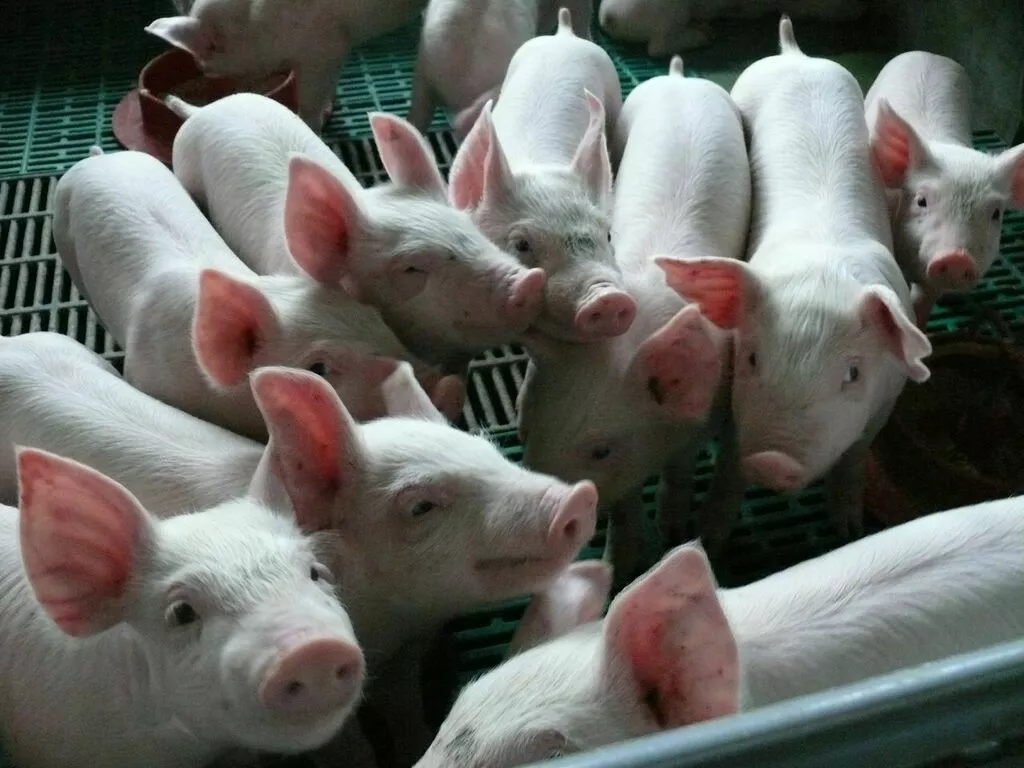 свиньи жирные, поросята 5-50 кг. (оптом) в Ставрополе и Ставропольском крае 8