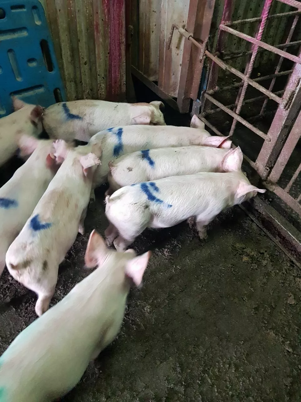 свиньи жирные, поросята 5-50 кг. (оптом) в Ставрополе и Ставропольском крае 5