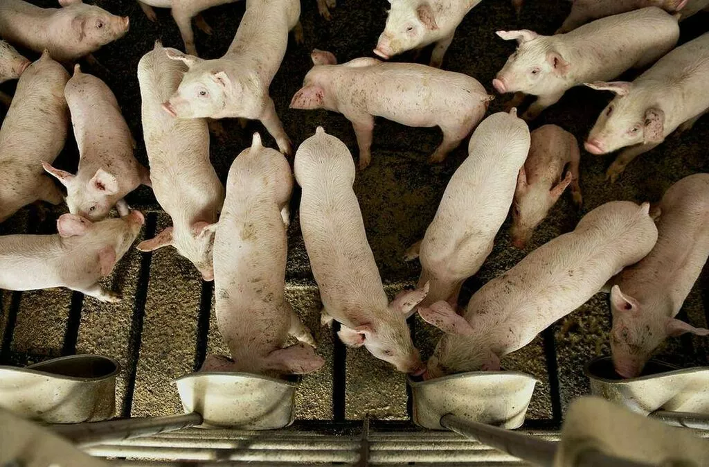 свиньи жирные, поросята 5-50 кг. (оптом) в Ставрополе и Ставропольском крае 4