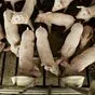 свиньи жирные, поросята 5-50 кг. (оптом) в Ставрополе и Ставропольском крае 4
