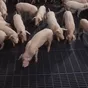 свиньи жирные, поросята 5-50 кг. (оптом) в Ставрополе и Ставропольском крае 7