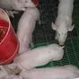 свиньи жирные, поросята 5-50 кг. (оптом) в Ставрополе и Ставропольском крае 6