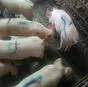 свиньи жирные, поросята 5-50 кг. (оптом) в Ставрополе и Ставропольском крае 3