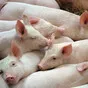 свиньи жирные, поросята 5-50 кг. (оптом) в Ставрополе и Ставропольском крае 2