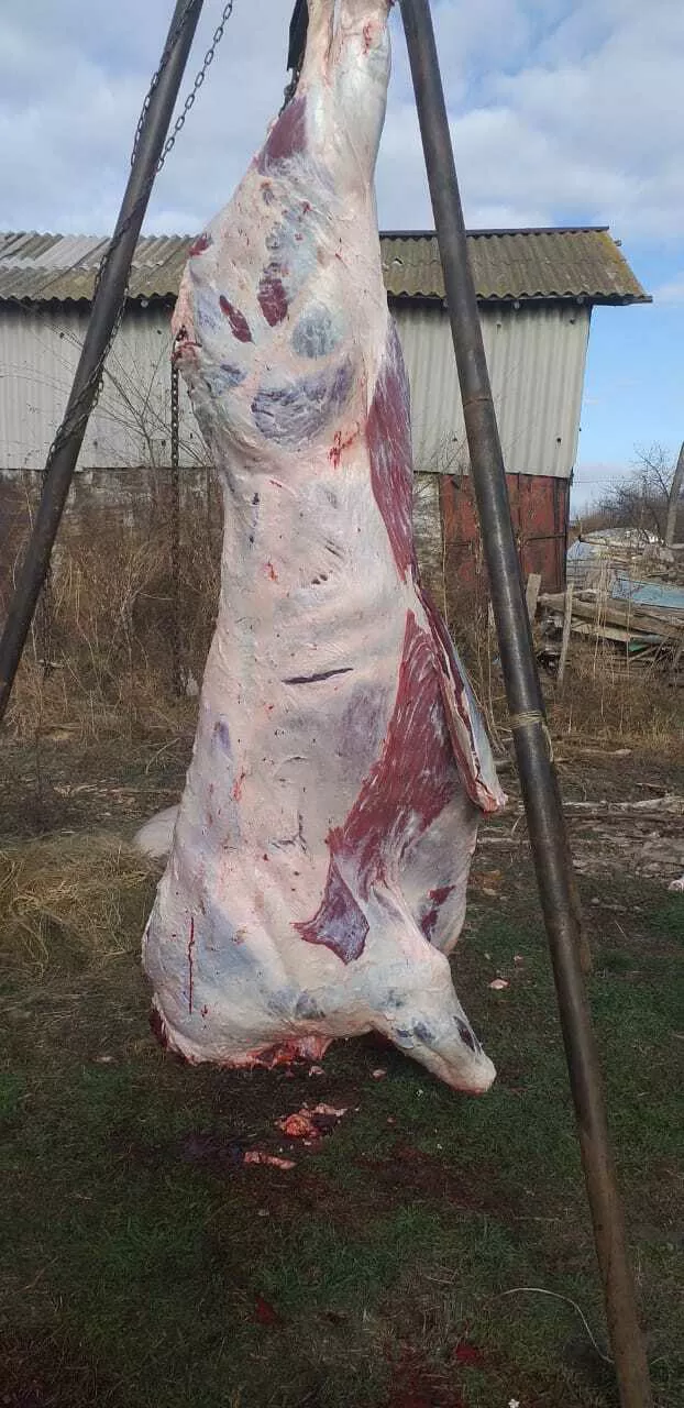 продается говядина, баранина в Ставрополе и Ставропольском крае